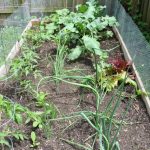 Vegetable Garden Ideas