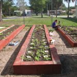 vegetable-garden-plans